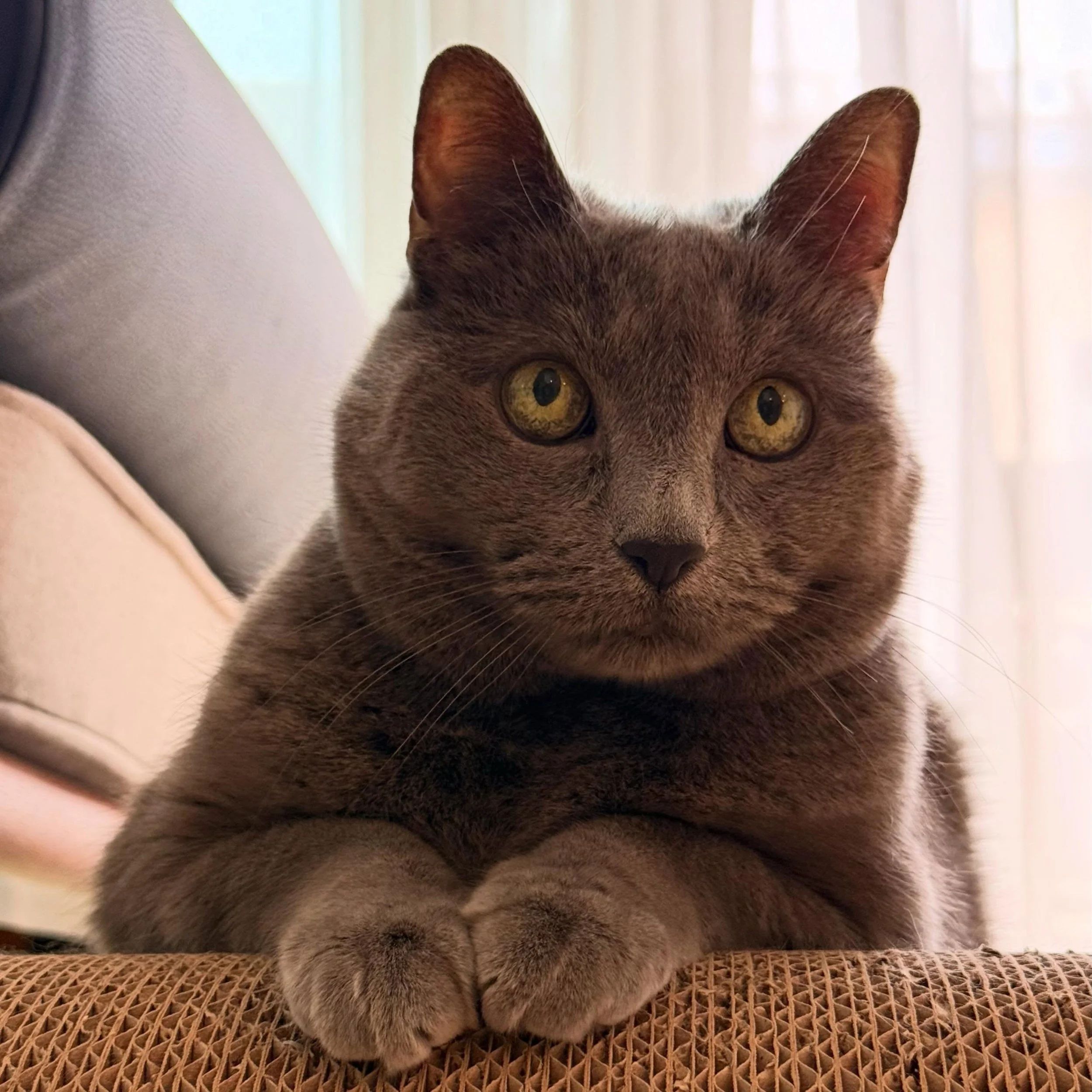My brain right now: Instagram content. Website updates. Invoices. Insurance. Tax stuff. New client intake. Oh, and also THE CATS.
Solo business life is no joke. But somehow, between all the chaos, something beautiful is happening: new clients are sho