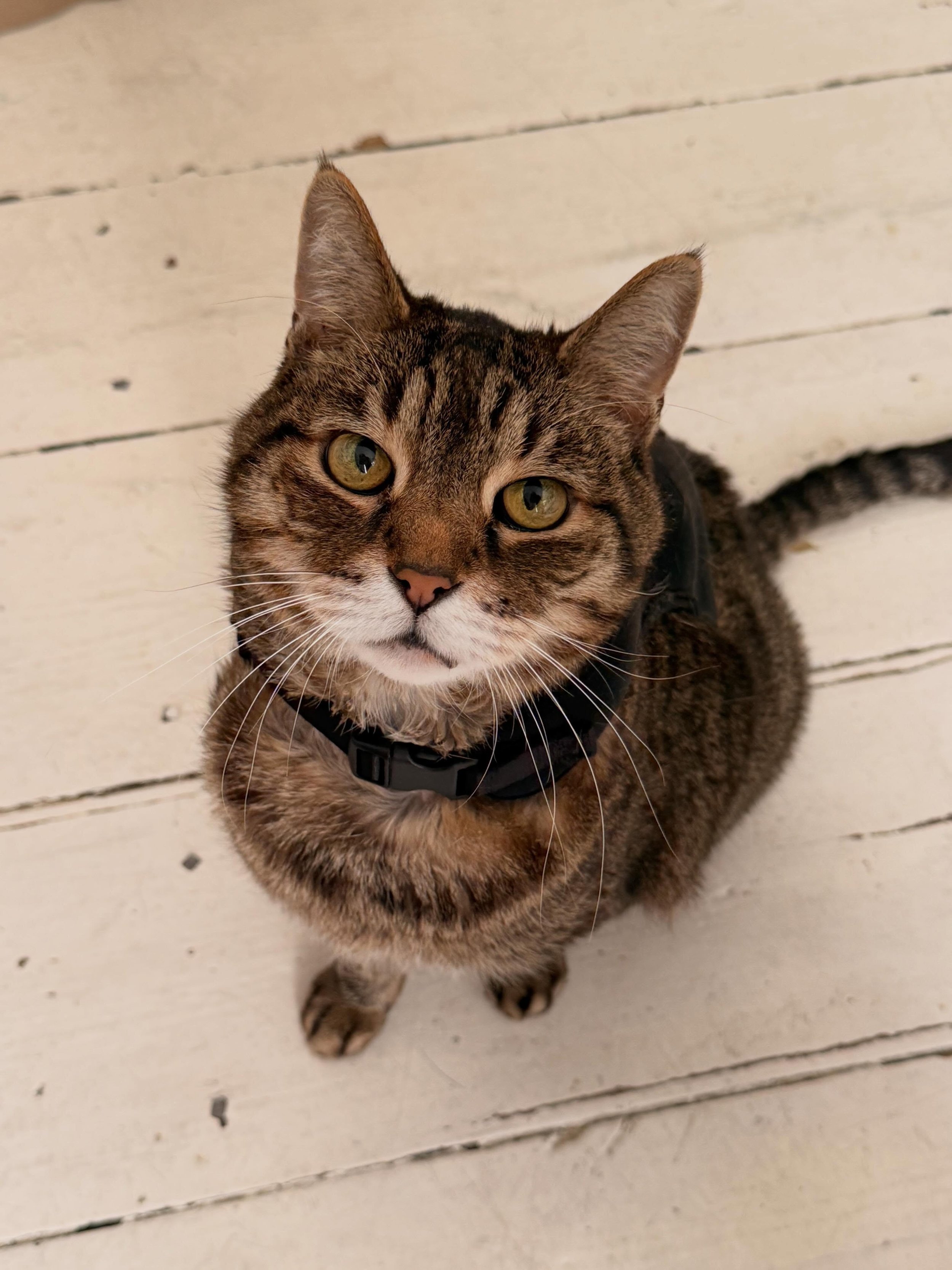 Meet Max 🐾 14 years old, born and raised in California and yes, he brought the attitude with him all the way to Berlin.

Max doesn&rsquo;t just watch you&hellip; he supervises. Every move, every sound, every decision. With those green eyes and that 