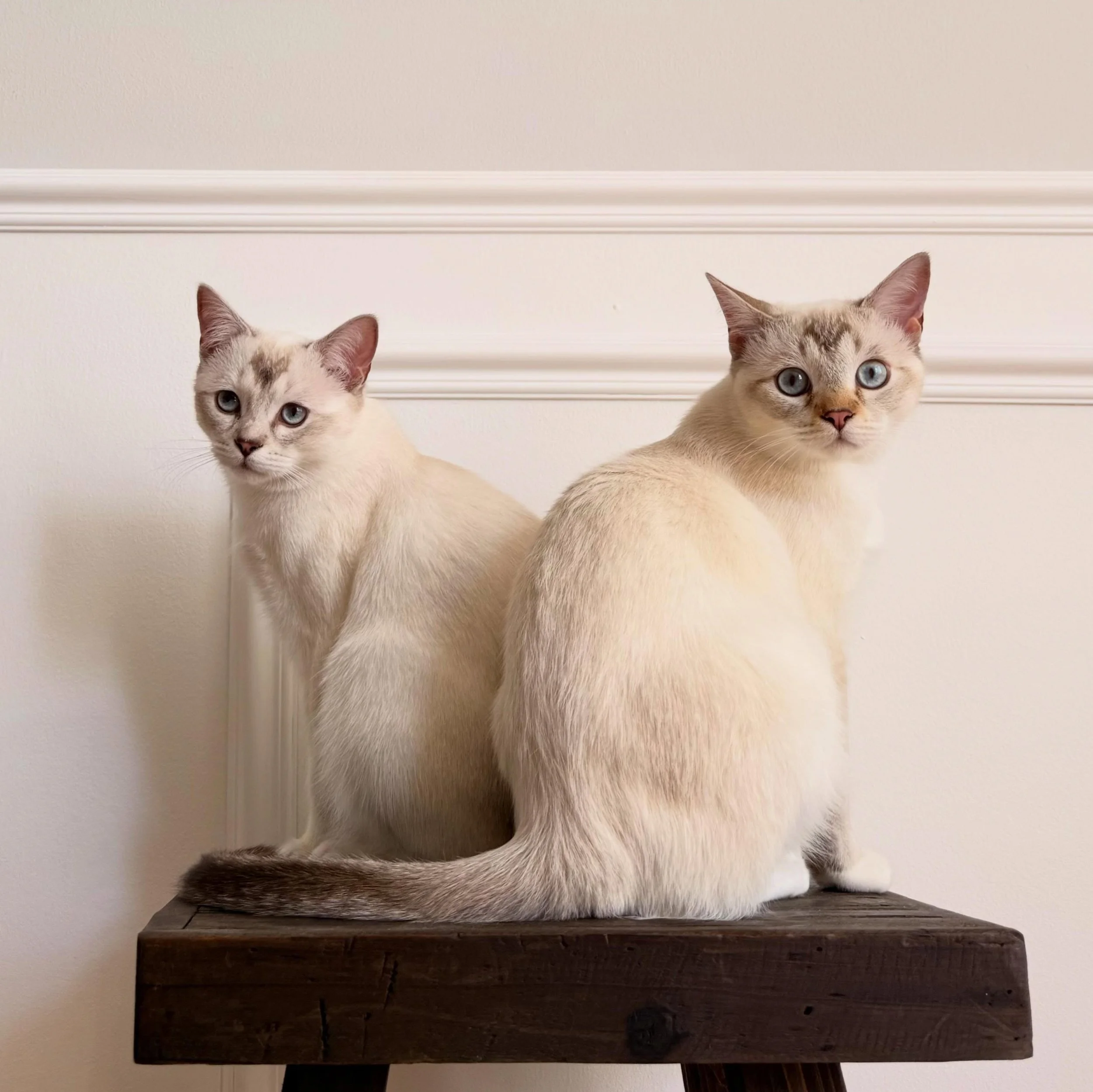 Two weeks with Maeve and Oggi: the chaos twins. 🐾

For their parents: a long trip away.
For us: over in a blink and full of beautiful moments.

They&rsquo;ll be back soon to bring more chaos, more love, and more incredible photos. 😄
