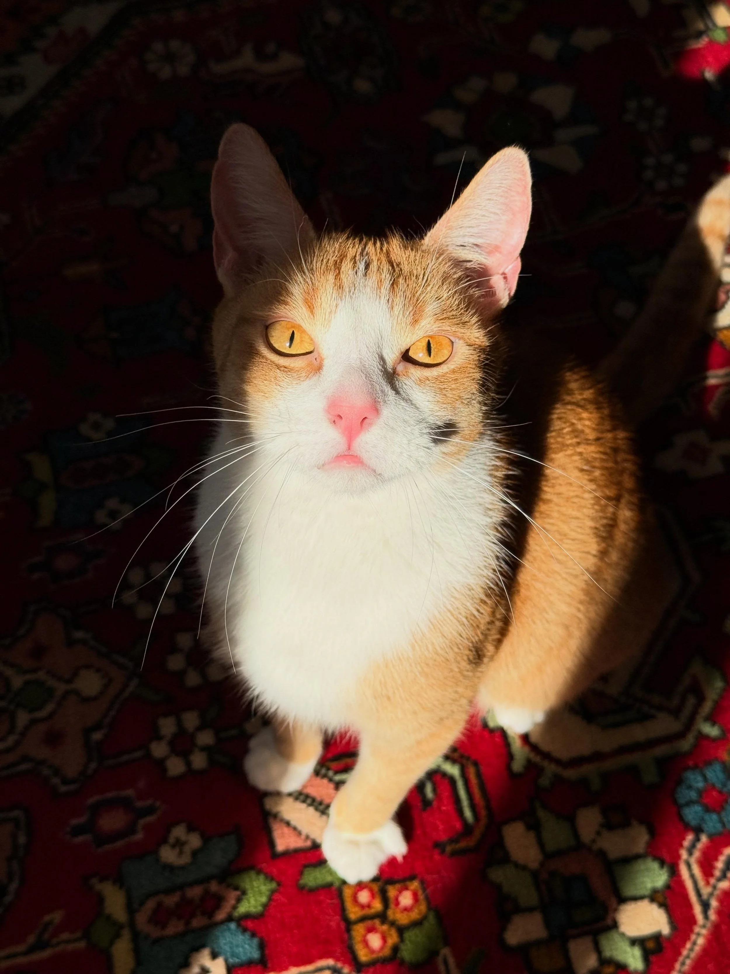 🐱Iggy
Something shifted recently: new followers, new clients, new energy. 🧡

And since National Geographic hasn&rsquo;t called yet,
I&rsquo;ll just keep flooding your feed with beautiful cat photos instead. 

So expect more of this. More cats, more