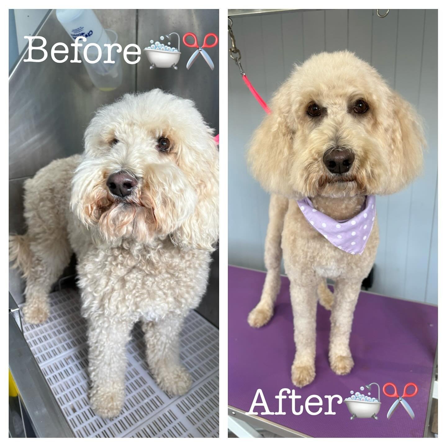 Before and after for this lovely girl 🛁✂️🐶

#doggrooming #dogsofinstagram #doggroomer #dogs #dog #grooming #petgrooming #doglover #doglovers #groomer #dogstagram #doglife #instadog #puppy #petstylist #doggroomersofinstagram #doggroominglife #dogoft