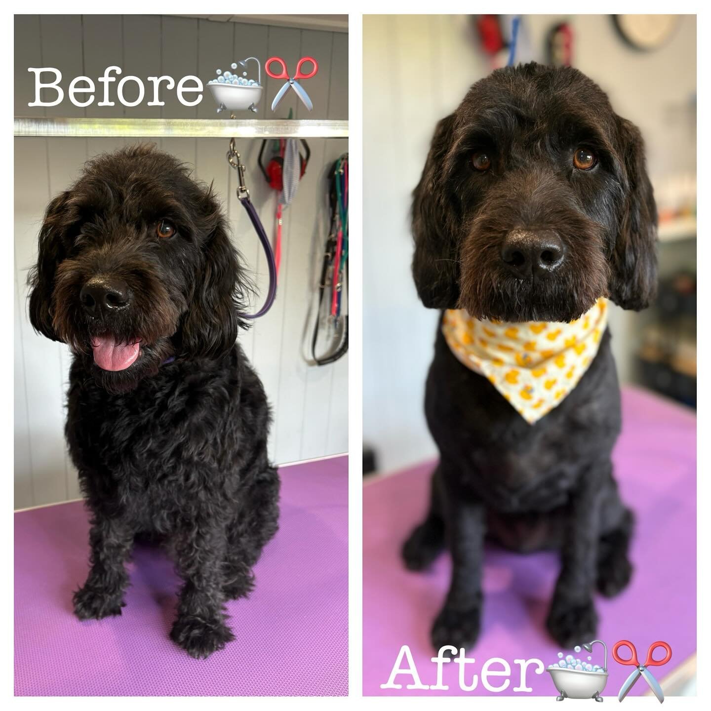 Full groom on this handsome boy 🐶✂️🛁

#doggrooming #dogsofinstagram #doggroomer #dogs #dog #grooming #petgrooming #doglover #doglovers #groomer #dogstagram #doglife #instadog #puppy #petstylist #doggroomersofinstagram #doggroominglife #dogoftheday 