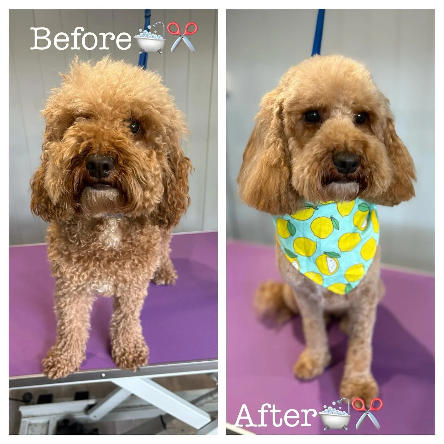 Before and after for this handsome boy ✂️🛁🐶

#doggrooming #dogsofinstagram #doggroomer #dogs #dog #grooming #petgrooming #doglover #doglovers #groomer #dogstagram #doglife #instadog #puppy #petstylist #doggroomersofinstagram #doggroominglife #dogof