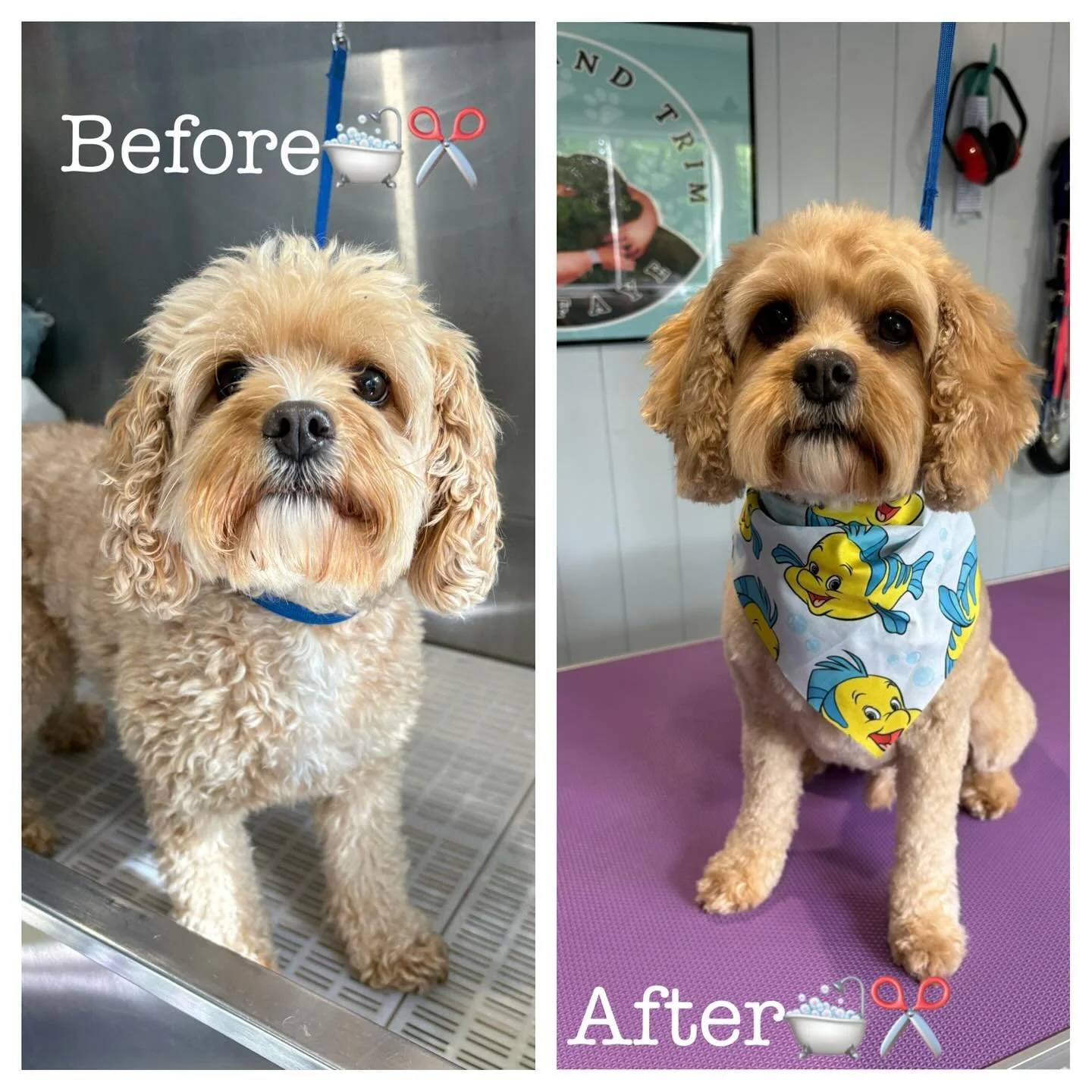 Before and after for this cutie boy 🛁✂️🐶
#doggroomerslife✂️✂️ #cavapoo #babydog #dog #dogsofinstagram #doggroom #cute #fyp #fypシ