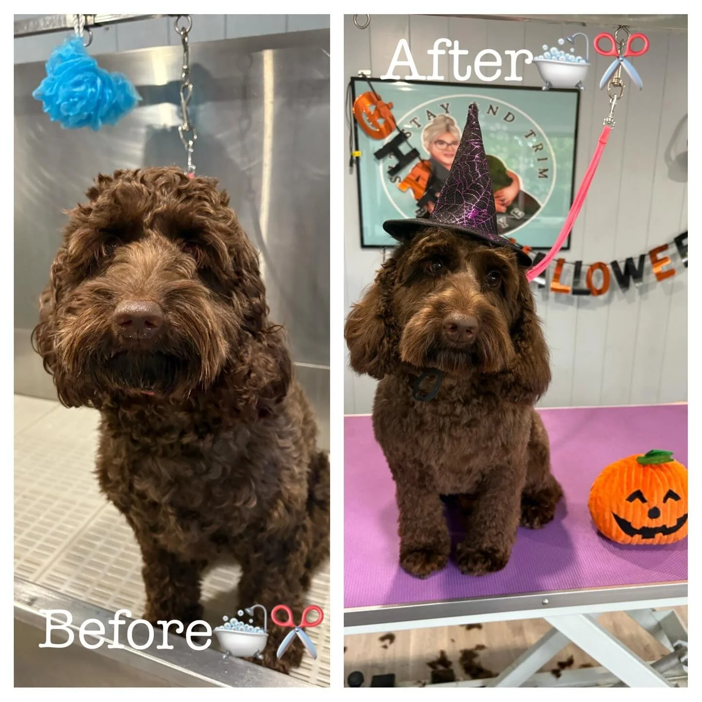Halloween make over for this cutie 🥰🐶
#doggroominguk #doggroom #cockapoo #puppy #fyp #fy