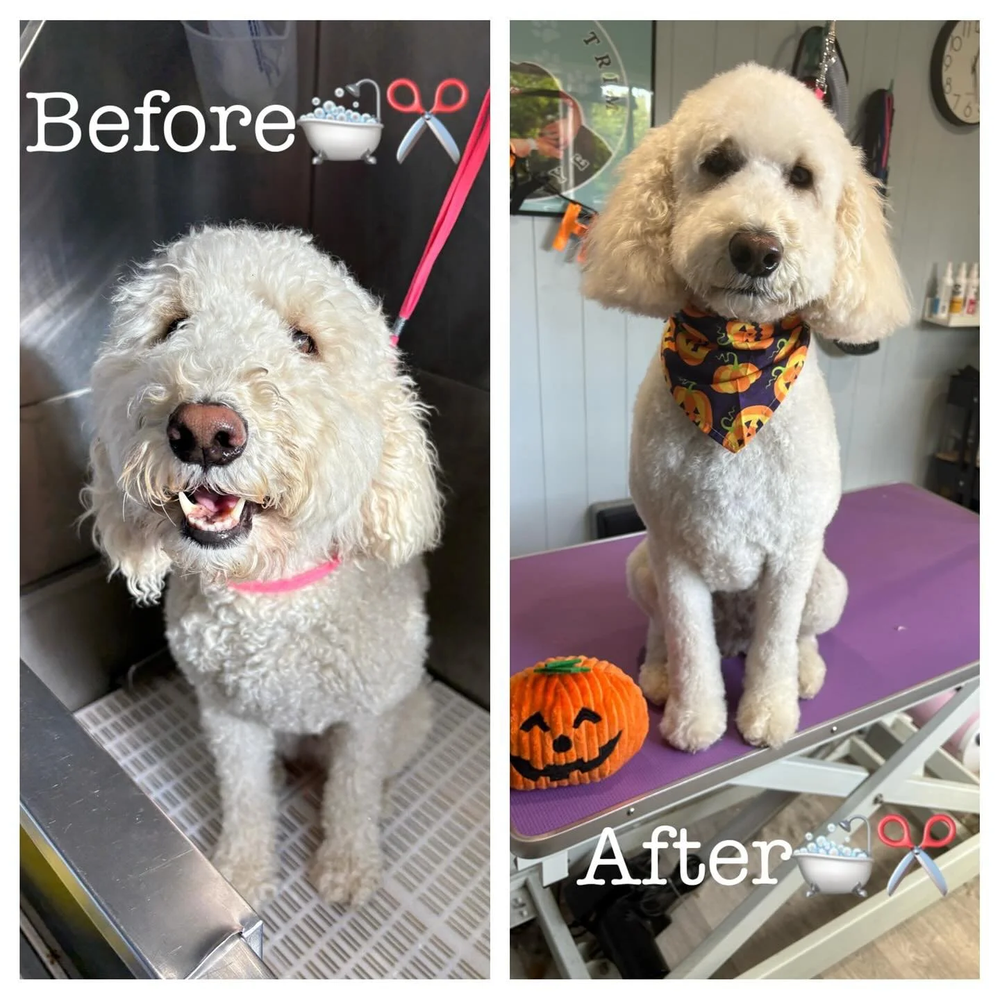Before and after for this curly girl 🥰 #dog #doggroom #doggrooming #doggie #babydog #cute #fy #fypシ #groomer