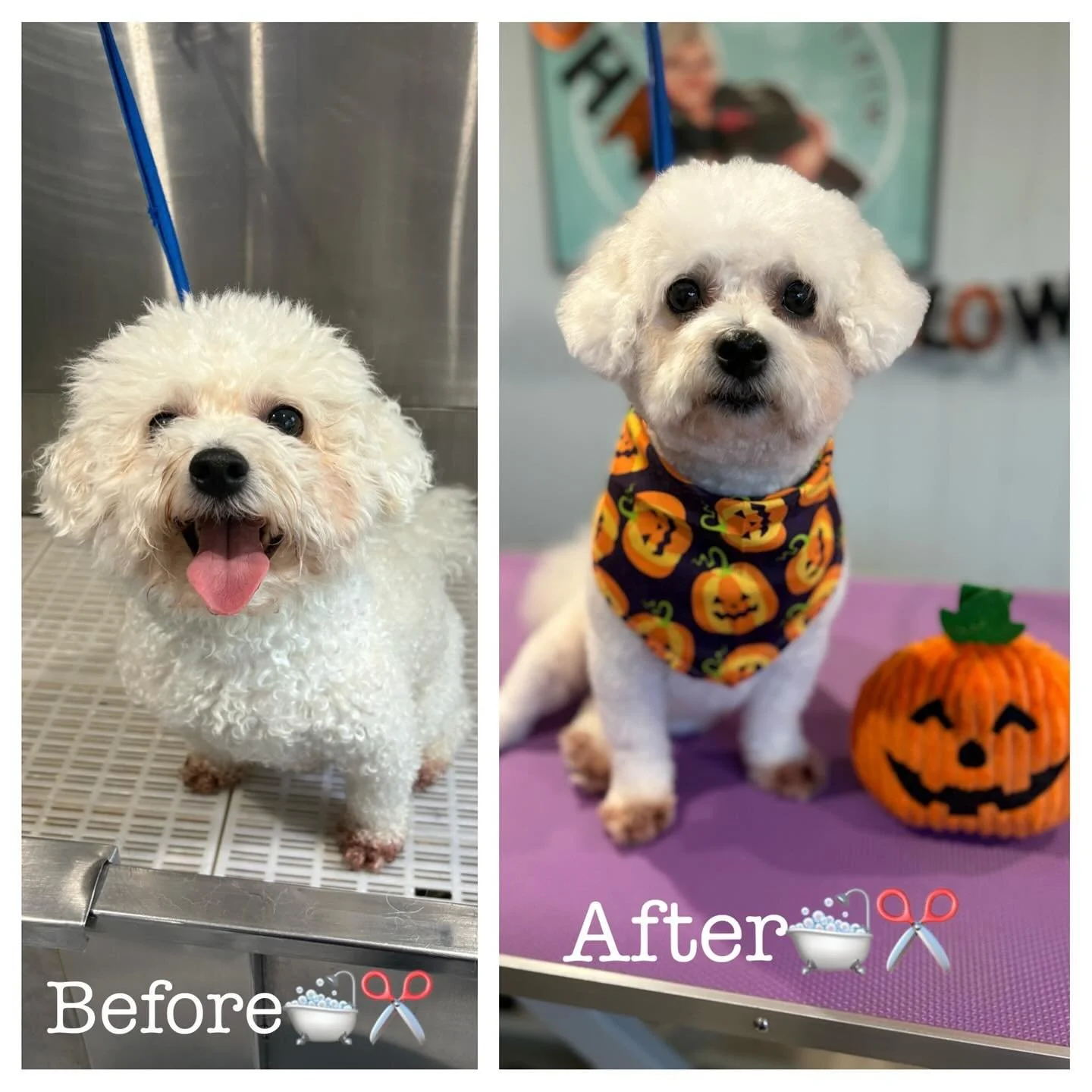 Last month groom 😍🐶✂️
#dog #doggroom #groomerlife✂ #babydog #cute #bichionfrise #fluffy