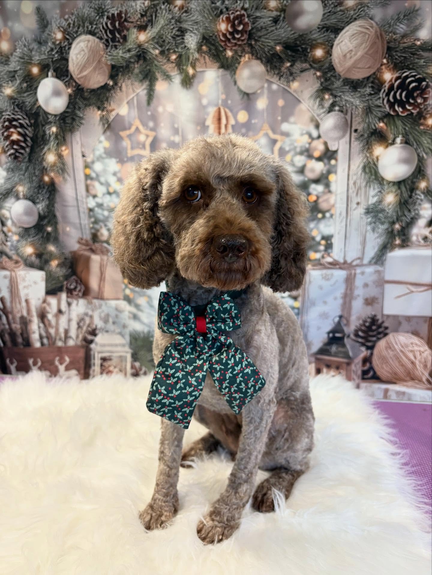 Christmas groom for this cutie ❤️🎄🎅🏼

#doggroming #cockapoo #groomer #fyp #fy