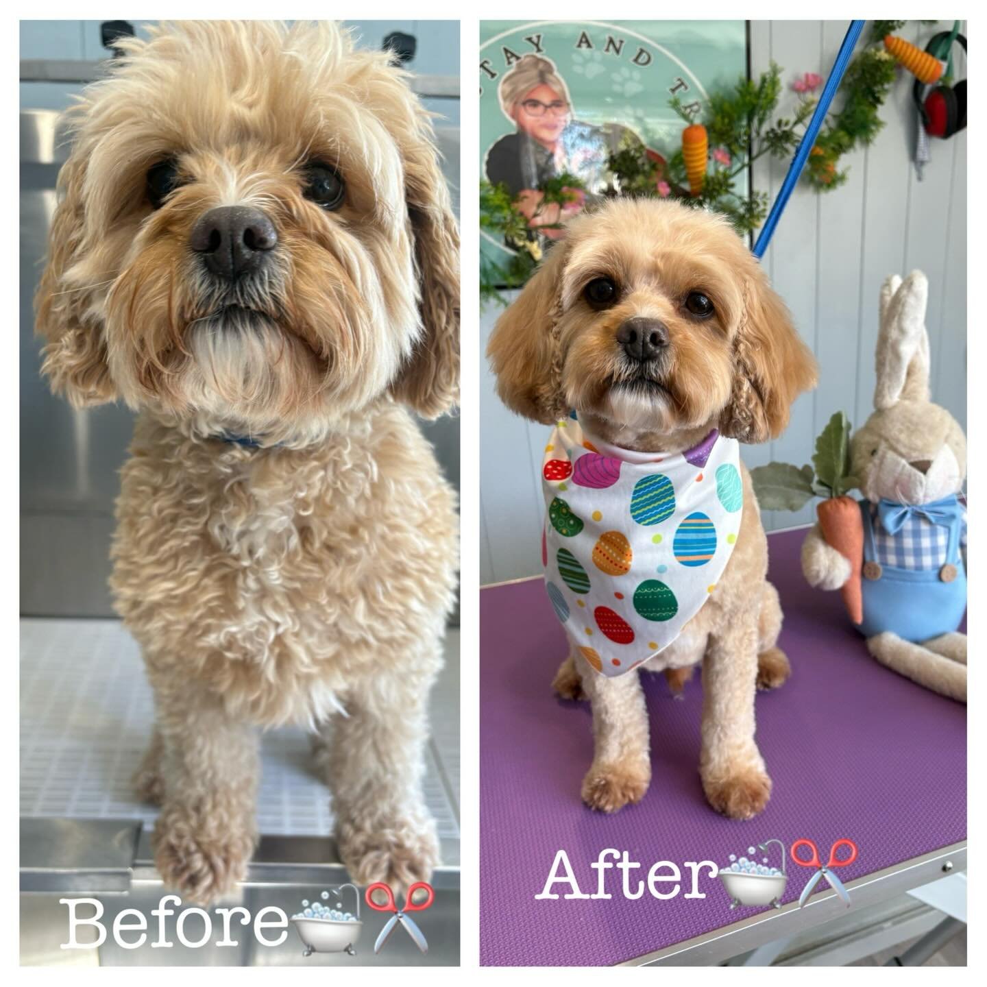Easter throwback handsome boy 🐶😍 #dog #doggroom #cavapoo