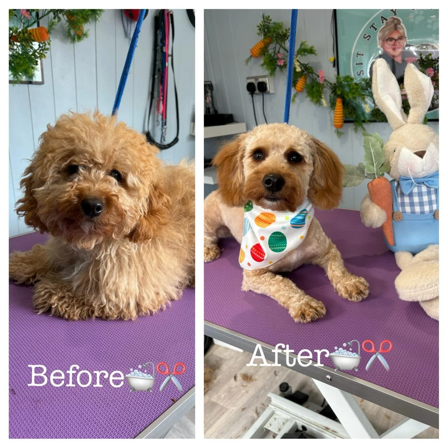 First full groom for this handsome boy what a transformation 😍🐶