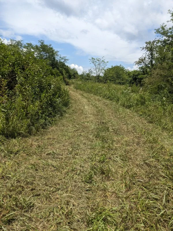 we mowed the trail and it was so much better!