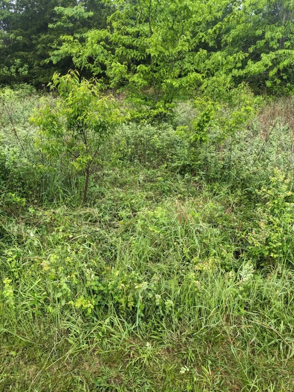 Weeds, brush, thorns, and nature growing as it does