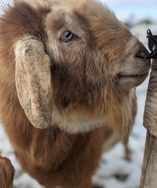 What Animals Should We Get Next?