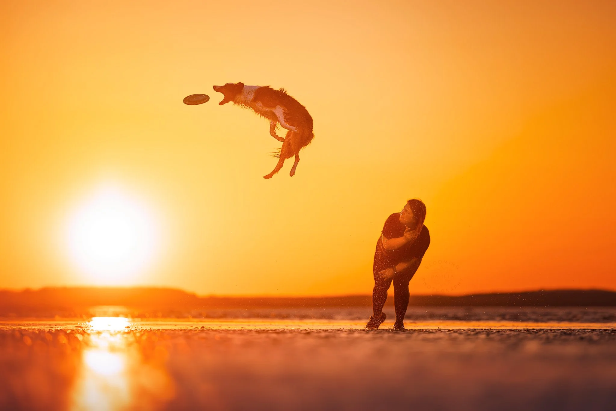 Cours -  Frisbee Novice