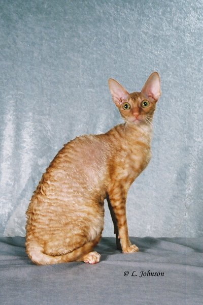 GC Kaylee's Isabel
2003-2004 Show Season
Best Cornish Rex Kitten in Southern Region
2005-2006 Show Season
2ND Best Cornish Rex Kitten
Best Red Tabby Cornish Rex Champion in Southern Region
Best Red Tabby Cornish Rex in Southern Region