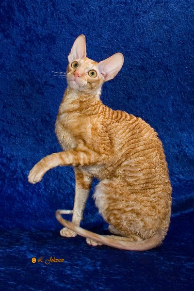 GP Kaylee's Tigger