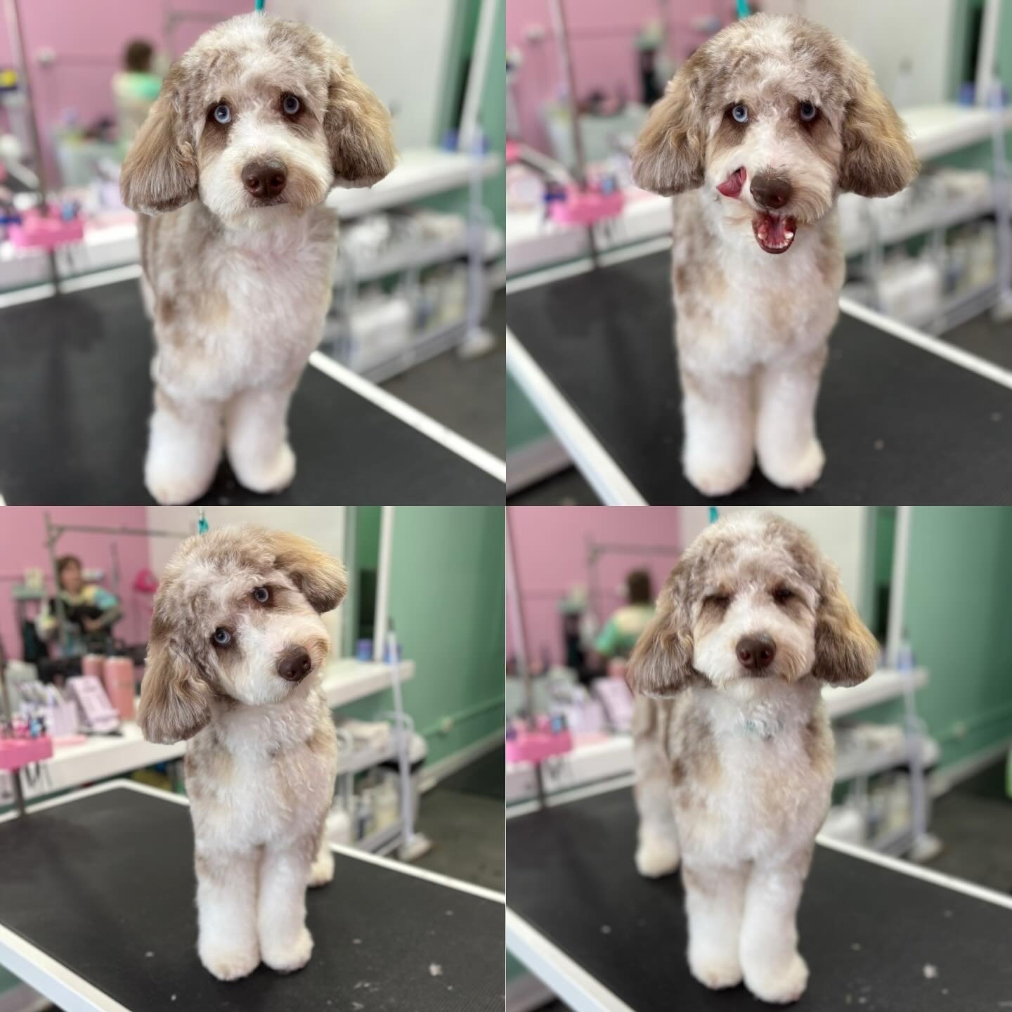 Monte 💖

#stitchandgrizz #wollongong #wollongongdoggroomer #wollongongdogs #dogsofwollongong #wollongongsmallbusiness #illawarra #illawarradogs #dogsofillawarra #doggroomingsalon #doggrooming #doggroomer #petstylist #dogstylist #doglover #cutedogs