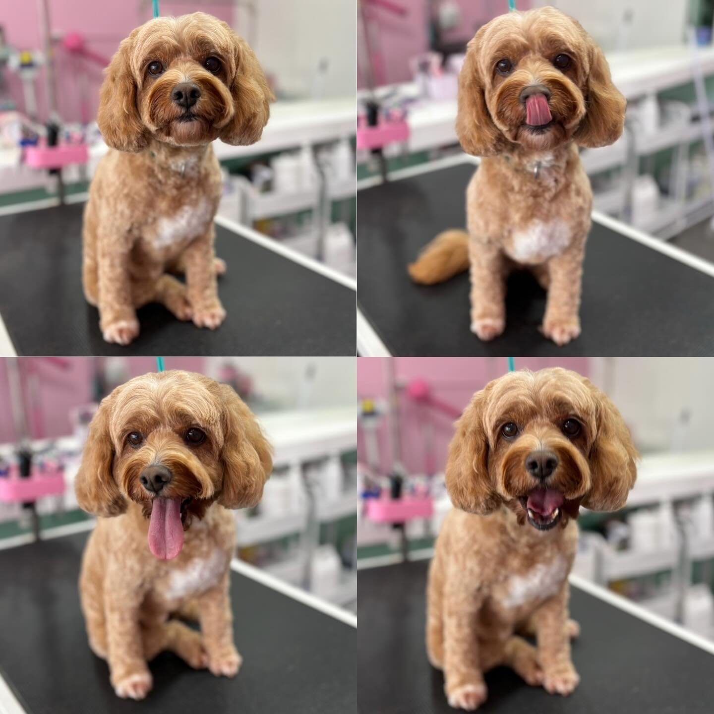 Rosie 💖

#stitchandgrizz #wollongong #wollongongdoggroomer #wollongongdogs #dogsofwollongong #wollongongsmallbusiness #illawarra #illawarradogs #dogsofillawarra #doggroomingsalon #doggrooming #doggroomer #petstylist #dogstylist #doglover #cutedogs #