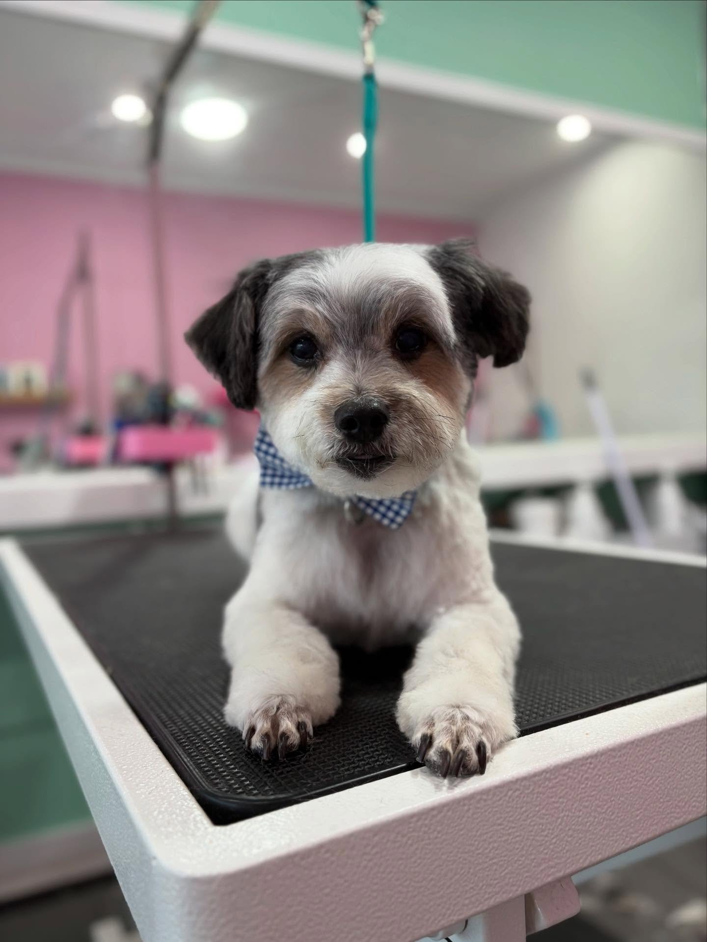 Winston 💖

#stitchandgrizz #wollongong #wollongongdoggroomer #wollongongdogs #dogsofwollongong #wollongongsmallbusiness #illawarra #illawarradogs #dogsofillawarra #doggroomingsalon #doggrooming #doggroomer #petstylist #dogstylist #doglover #cutedogs