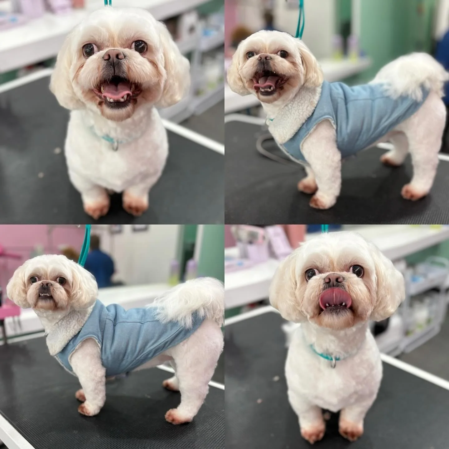Gracie 💖

#stitchandgrizz #wollongong #wollongongdoggroomer #wollongongdogs #dogsofwollongong #wollongongsmallbusiness #illawarra #illawarradogs #dogsofillawarra #doggroomingsalon #doggrooming #doggroomer #petstylist #dogstylist #doglover #cutedogs