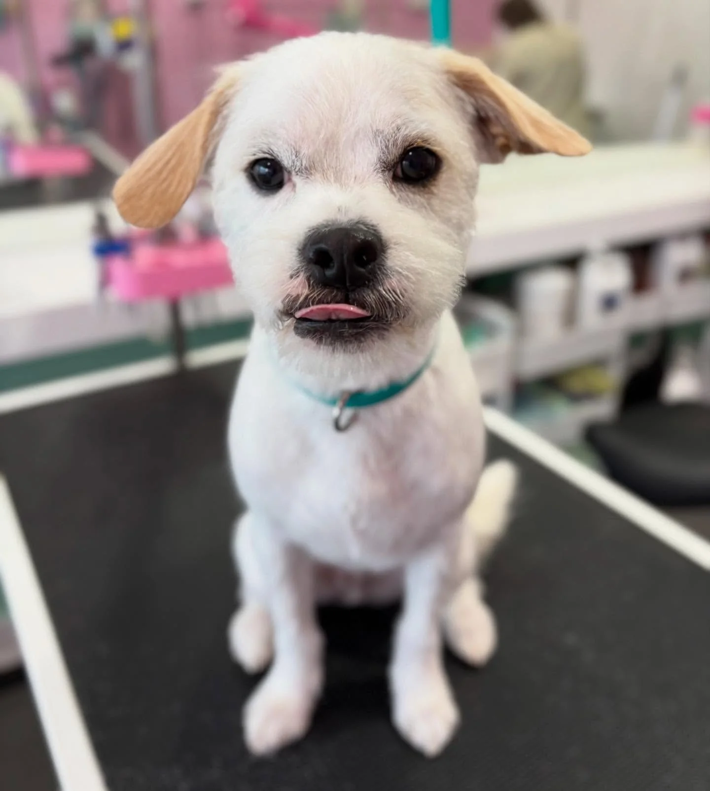 Earl 💖 

#stitchandgrizz #wollongong #wollongongdoggroomer #wollongongdogs #dogsofwollongong #wollongongsmallbusiness #illawarra #illawarradogs #dogsofillawarra #doggroomingsalon #doggrooming #doggroomer #petstylist #dogstylist #doglover #cutedogs