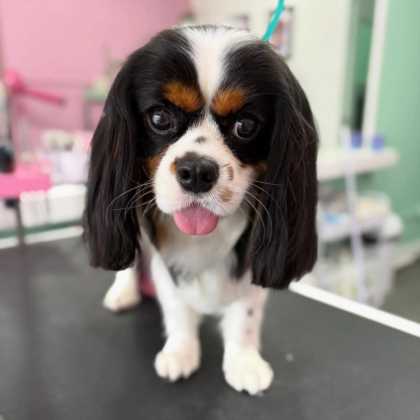 Duckie 💖

#stitchandgrizz #wollongong #wollongongdoggroomer #wollongongdogs #dogsofwollongong #wollongongsmallbusiness #illawarra #illawarradogs #dogsofillawarra #doggroomingsalon #doggrooming #doggroomer #petstylist #dogstylist #doglover #cutedogs 