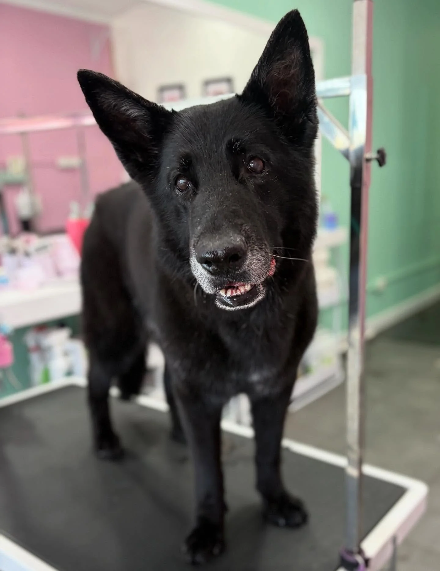 Missy 💖 

#stitchandgrizz #wollongong #wollongongdoggroomer #wollongongdogs #dogsofwollongong #wollongongsmallbusiness #illawarra #illawarradogs #dogsofillawarra #doggroomingsalon #doggrooming #doggroomer #petstylist #dogstylist #doglover #cutedogs