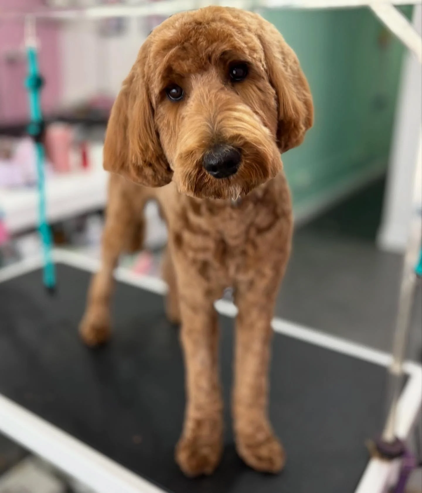 Reggie 💖

#stitchandgrizz #wollongong #wollongongdoggroomer #wollongongdogs #dogsofwollongong #wollongongsmallbusiness #illawarra #illawarradogs #dogsofillawarra #doggroomingsalon #doggrooming #doggroomer #petstylist #dogstylist #doglover #cutedogs