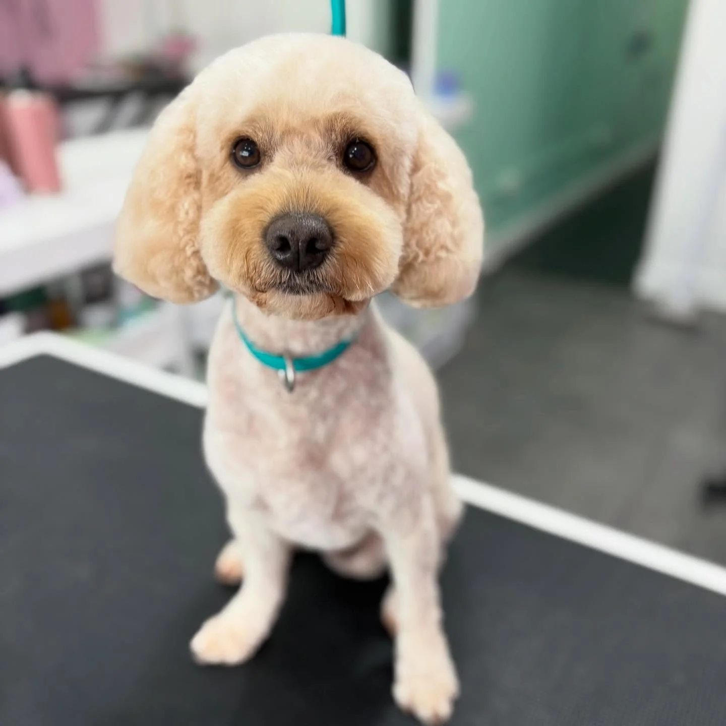 Dobby 💖

 
#stitchandgrizz #wollongong #wollongongdoggroomer #wollongongdogs #dogsofwollongong #wollongongsmallbusiness #illawarra #illawarradogs #dogsofillawarra #doggroomingsalon #doggrooming #doggroomer #petstylist #dogstylist #doglover #cutedogs