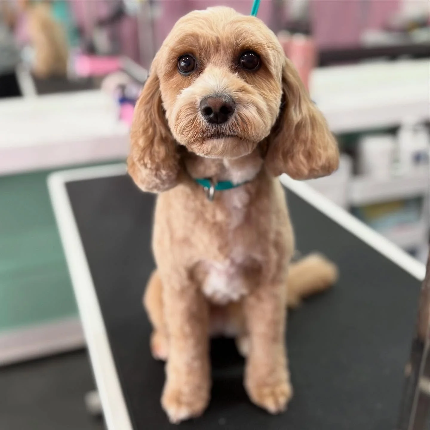 Millie 💖

#stitchandgrizz #wollongong #wollongongdoggroomer #wollongongdogs #dogsofwollongong #wollongongsmallbusiness #illawarra #illawarradogs #dogsofillawarra #doggroomingsalon #doggrooming #doggroomer #petstylist #dogstylist #doglover #cutedogs