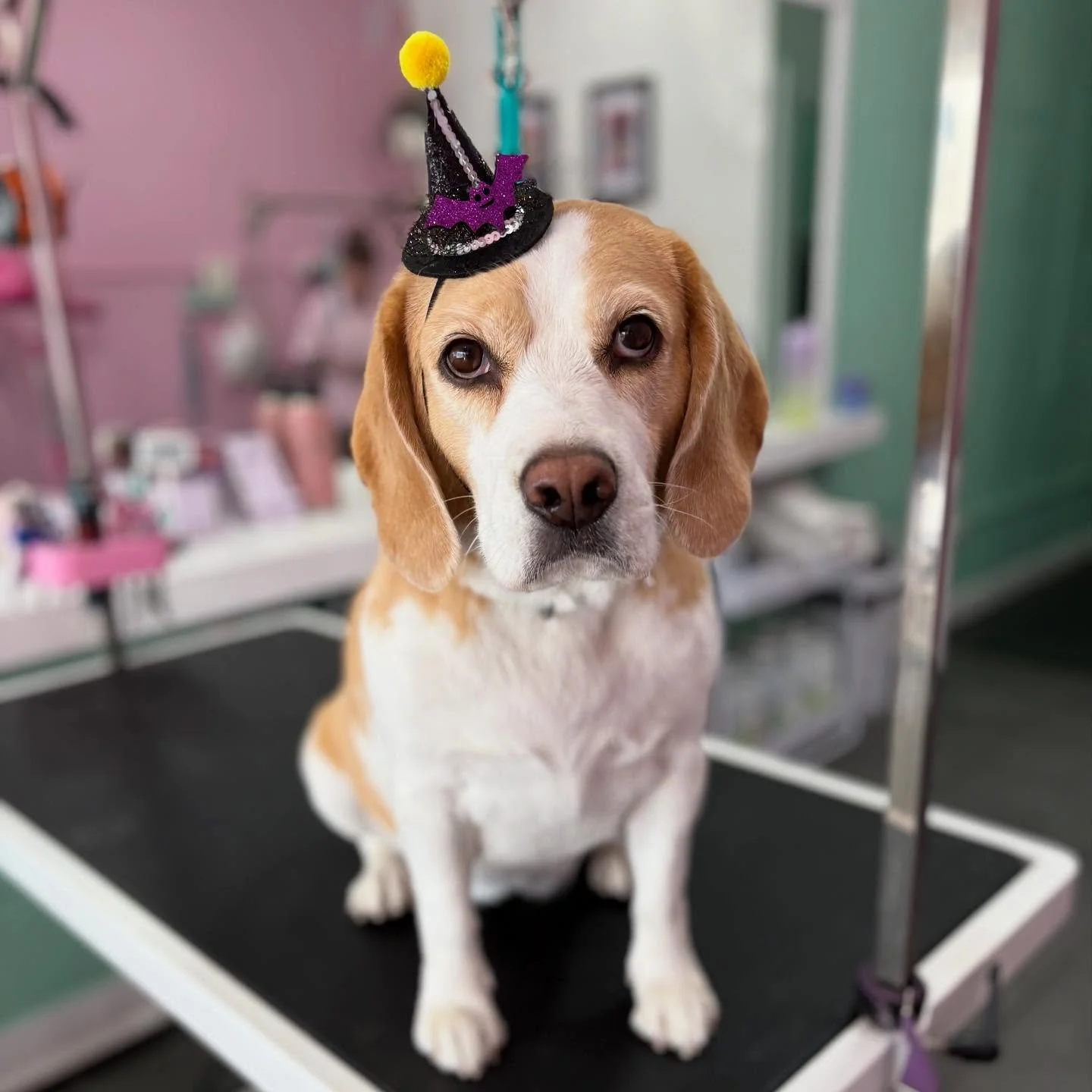 Happy Halloween 🎃👻🦇

Pepper 💖

#stitchandgrizz #wollongong #wollongongdoggroomer #wollongongdogs #dogsofwollongong #wollongongsmallbusiness #illawarra #illawarradogs #dogsofillawarra #doggroomingsalon #doggrooming #doggroomer #petstylist #dogstyl