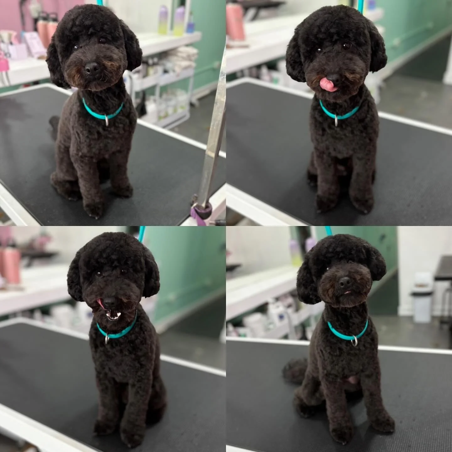 Jupiter 💖

#stitchandgrizz #wollongong #wollongongdoggroomer #wollongongdogs #dogsofwollongong #wollongongsmallbusiness #illawarra #illawarradogs #dogsofillawarra #doggroomingsalon #doggrooming #doggroomer #petstylist #dogstylist #doglover #cutedogs