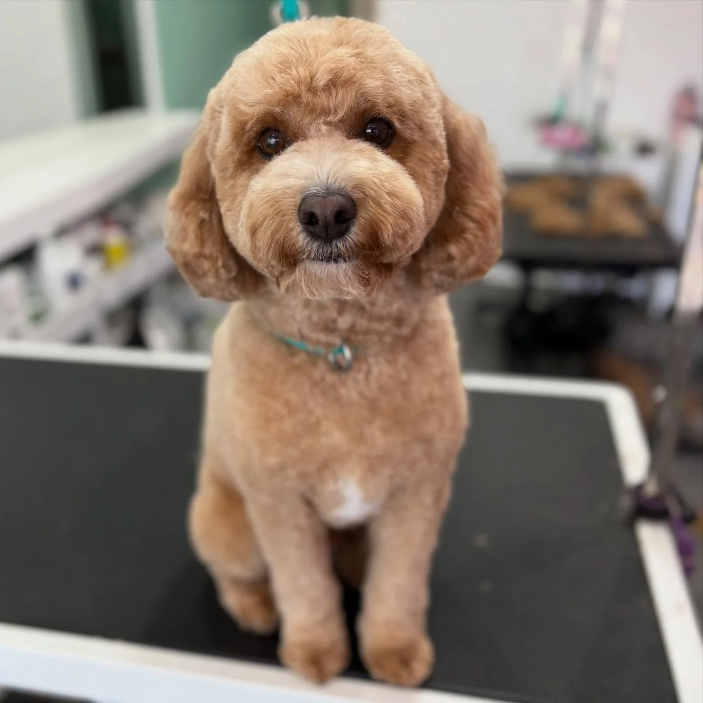 Snoopy 💖

#stitchandgrizz #wollongong #wollongongdoggroomer #wollongongdogs #dogsofwollongong #wollongongsmallbusiness #illawarra #illawarradogs #dogsofillawarra #doggroomingsalon #doggrooming #doggroomer #petstylist #dogstylist #doglover #cutedogs