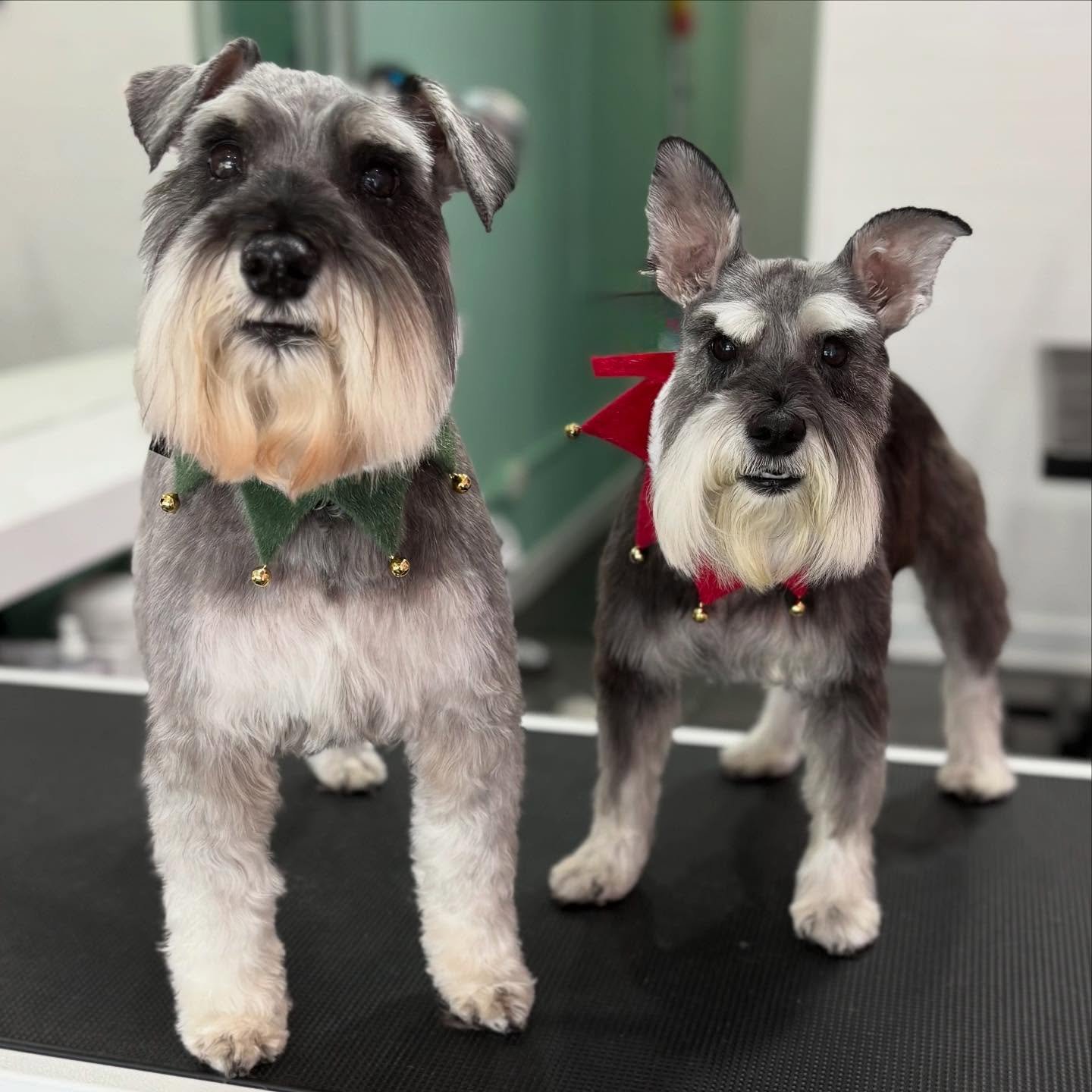 My first elves of the season 🎄🎅🏼🐾

Fritz &amp; Luna 💖

 
#stitchandgrizz #wollongong #wollongongdoggroomer #wollongongdogs #dogsofwollongong #wollongongsmallbusiness #illawarra #illawarradogs #dogsofillawarra #doggroomingsalon #doggrooming #dogg