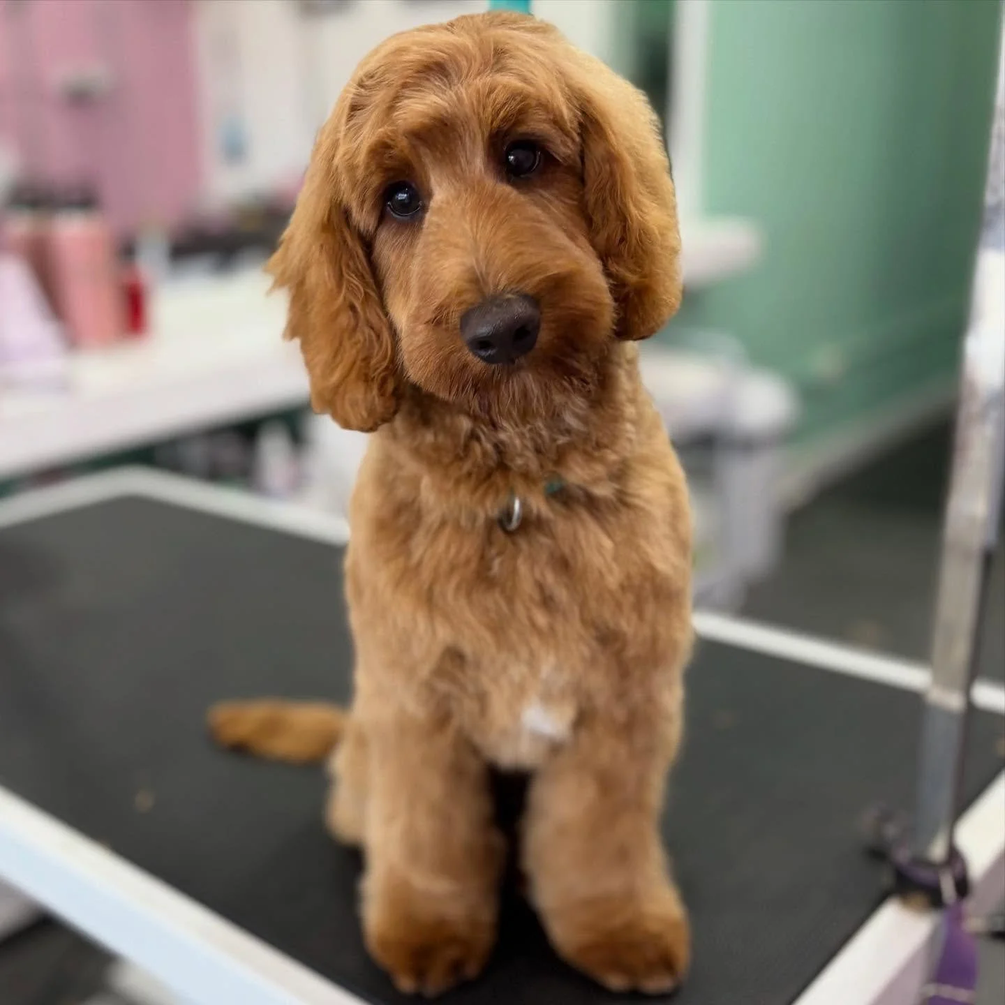 Theo 💖 

#stitchandgrizz #wollongong #wollongongdoggroomer #wollongongdogs #dogsofwollongong #wollongongsmallbusiness #illawarra #illawarradogs #dogsofillawarra #doggroomingsalon #doggrooming #doggroomer #petstylist #dogstylist #doglover #cutedogs #