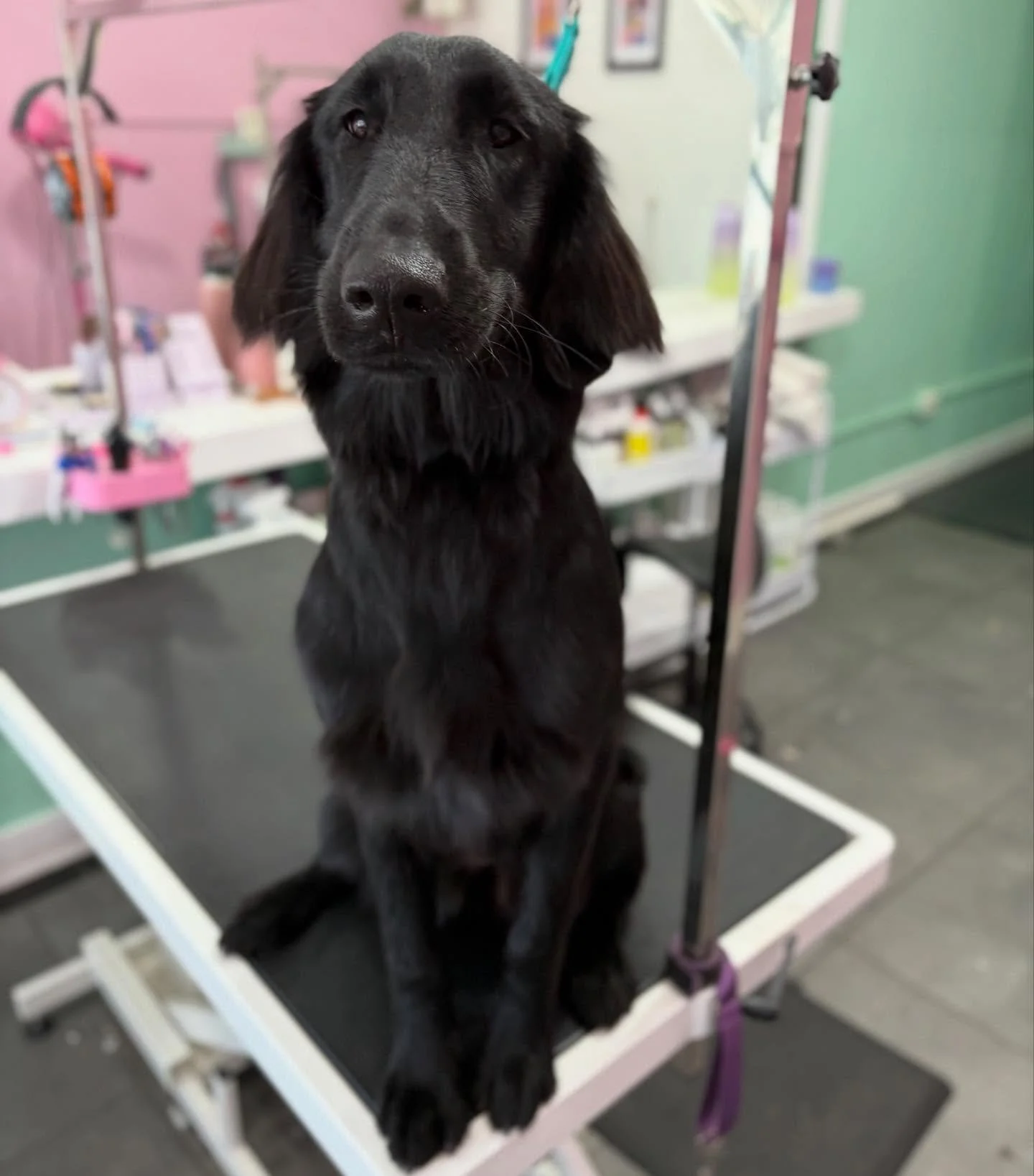 Roux 💖

#stitchandgrizz #wollongong #wollongongdoggroomer