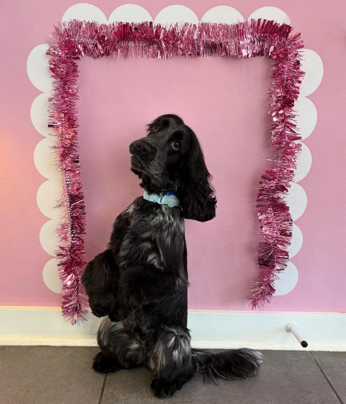 Goose absolutely &lsquo;sleighing&rsquo; his Christmas photo 🔥🎄

 
#stitchandgrizz #wollongong #wollongongdoggroomer