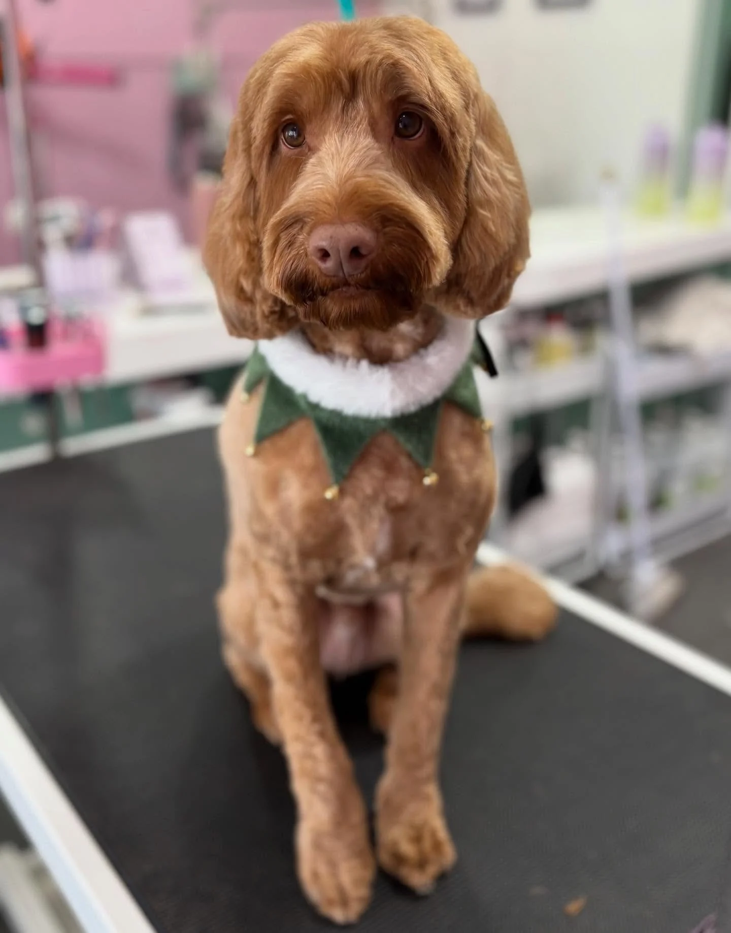 Alfie 🎄

#stitchandgrizz #wollongong #wollongongdoggroomer