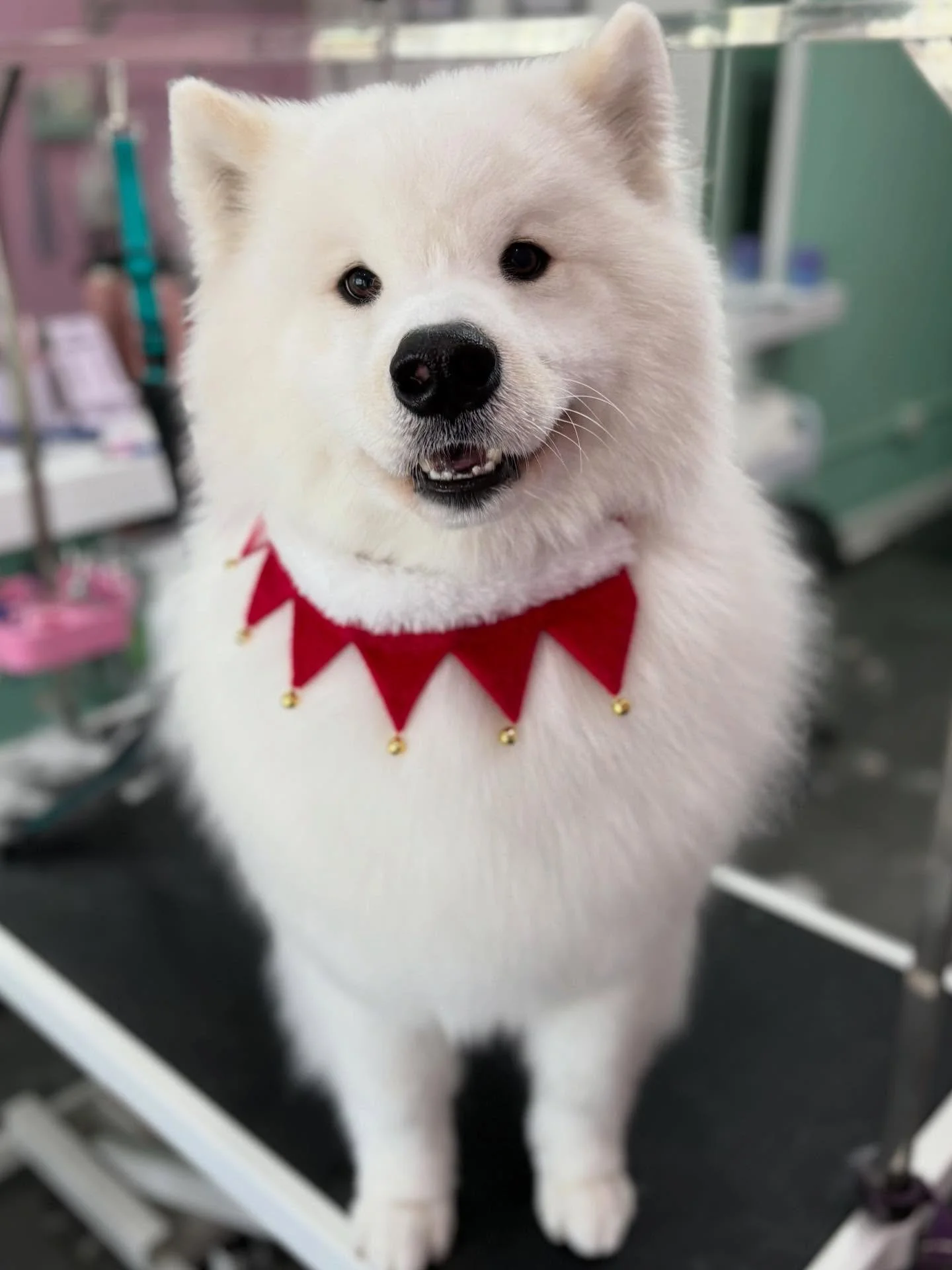 Sammy 🎄❤️

#stitchandgrizz #wollongong #wollongongdoggroomer