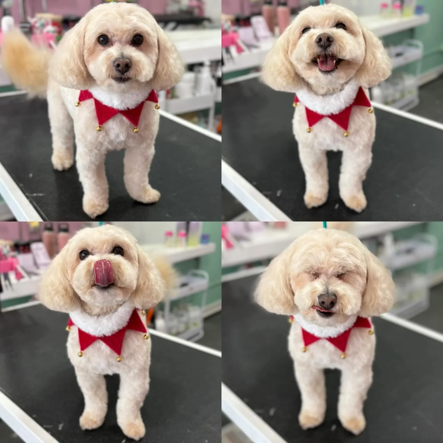 Alfie 🎄

#stitchandgrizz #wollongongdoggroomer #wollongong