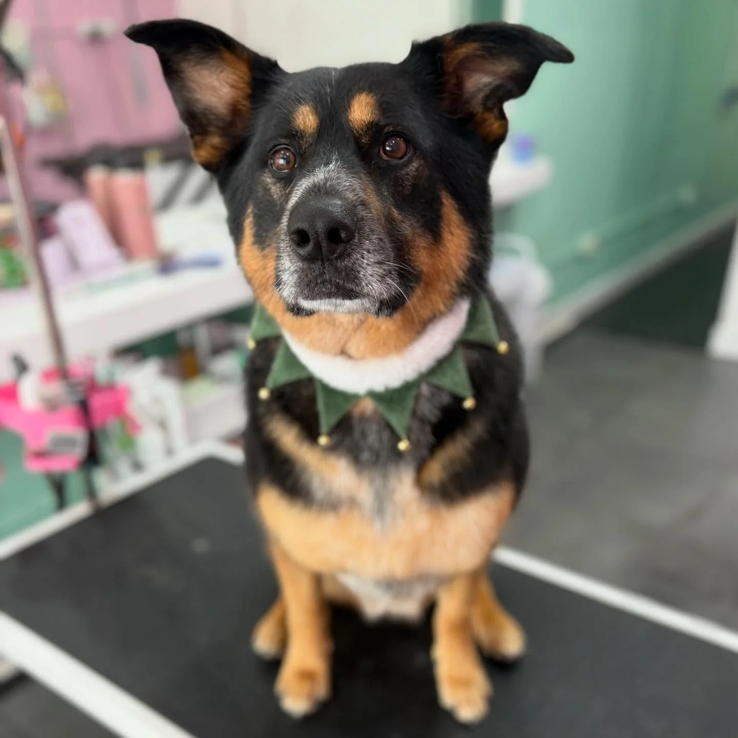 Butch 🎄

#stitchandgrizz #wollongong #wollongongdoggroomer