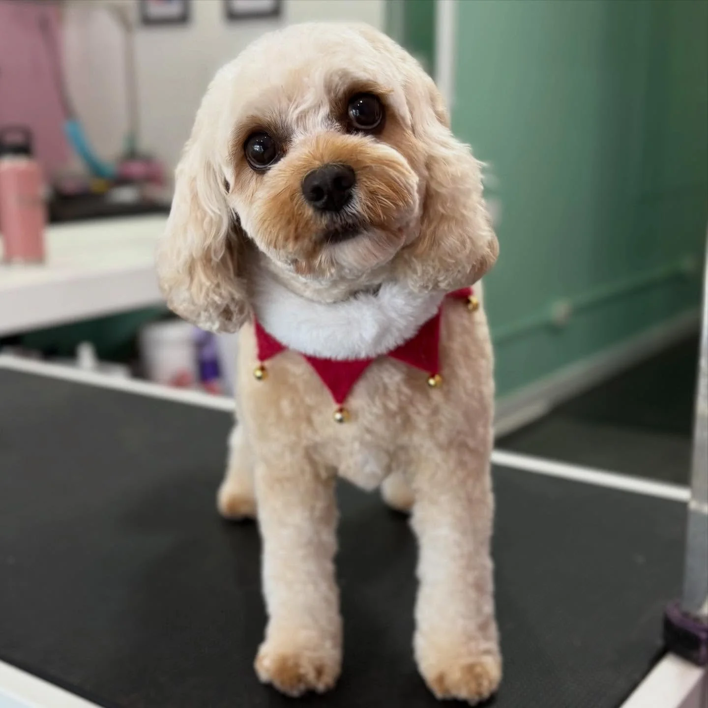 Daisy 🎄

#stitchandgrizz #wollongong #wollongongdoggroomer