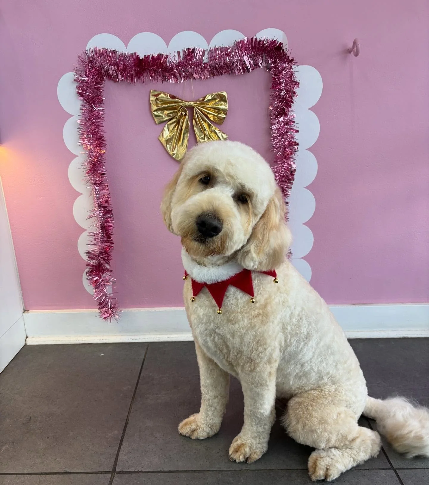Roy 🎄

#stitchandgrizz #wollongong #wollongongdoggroomer