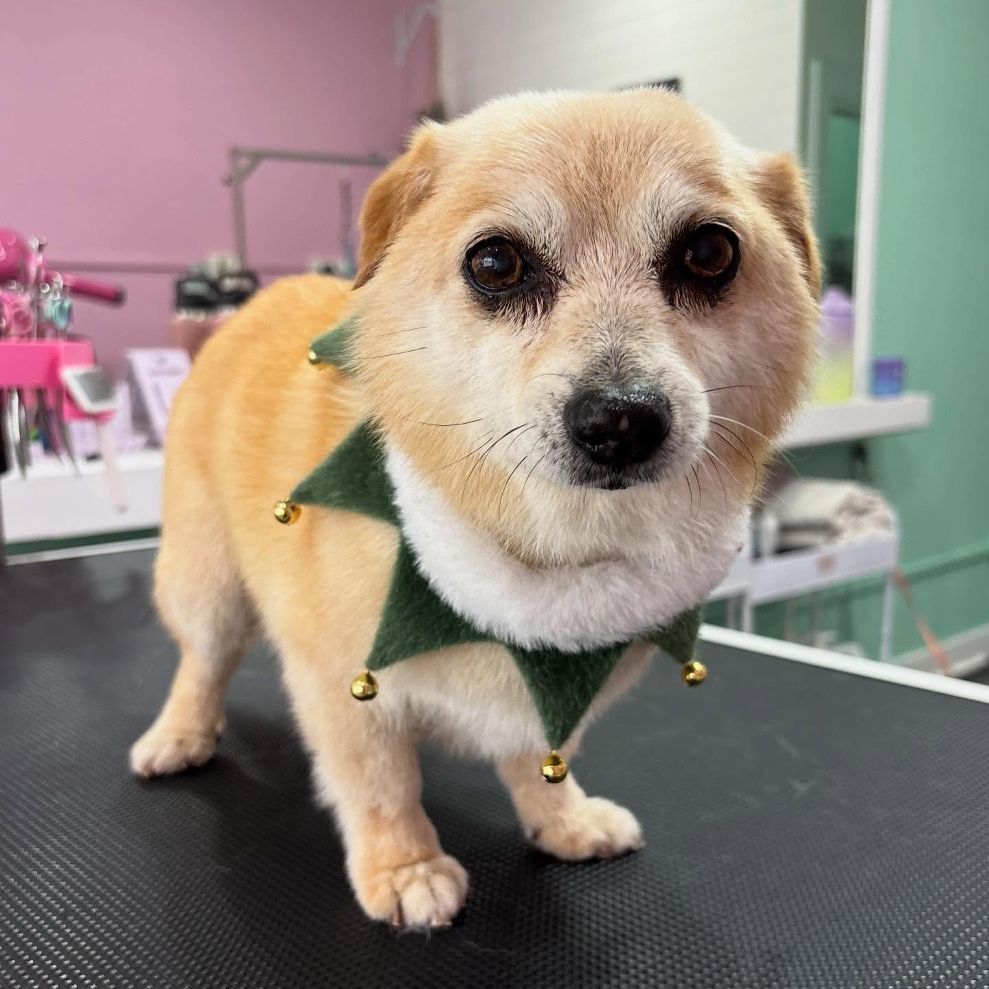 Hurley 🎄

#stitchandgrizz #wollongong #wollongongdoggroomer