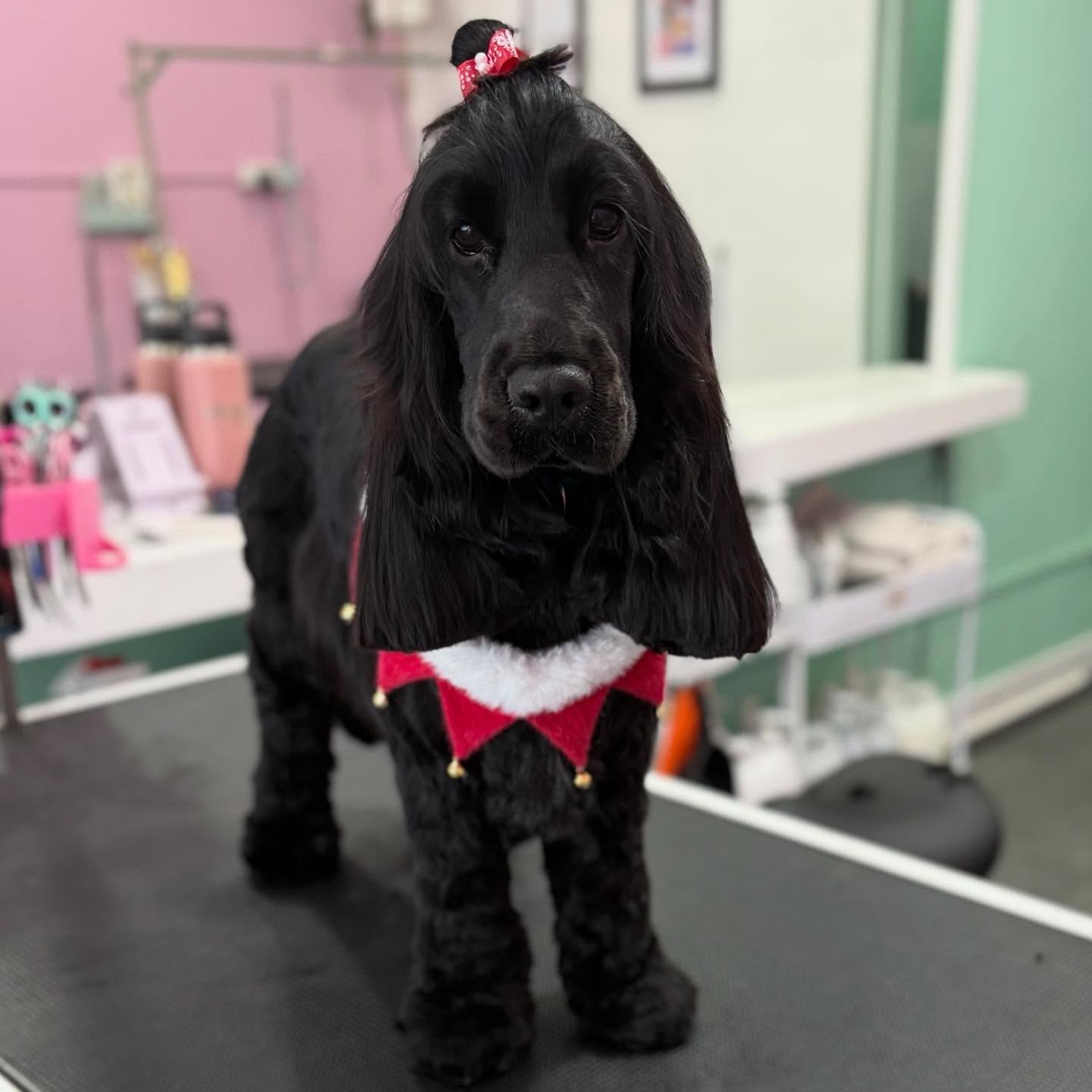 Bobbi 🎄

#stitchandgrizz #wollongong #wollongongdoggroomer #wollongongdogs #dogsofwollongong