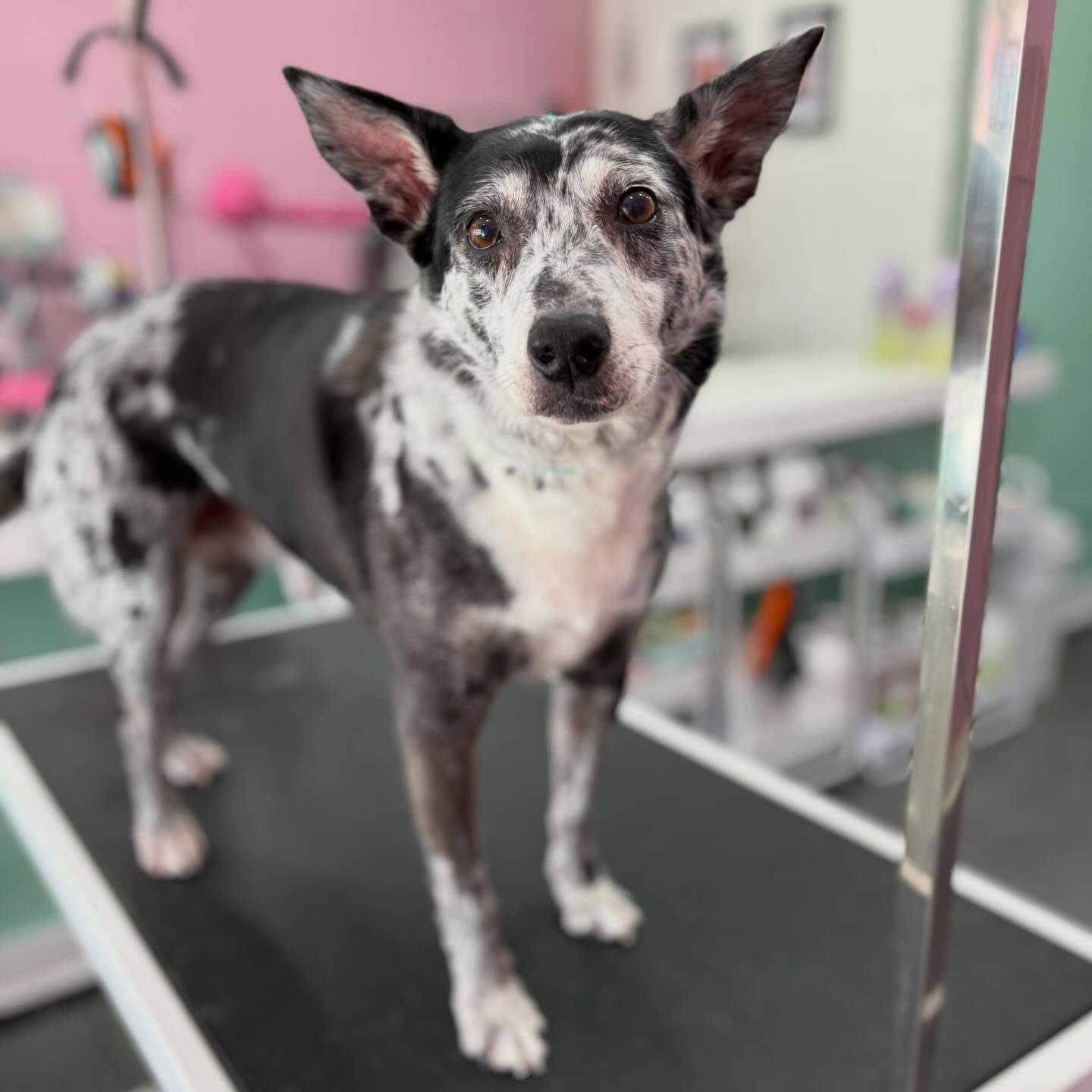 Bluebell 💖

#stitchandgrizz #wollongong #wollongongdoggroomer #wollongongdogs #dogsofwollongong
