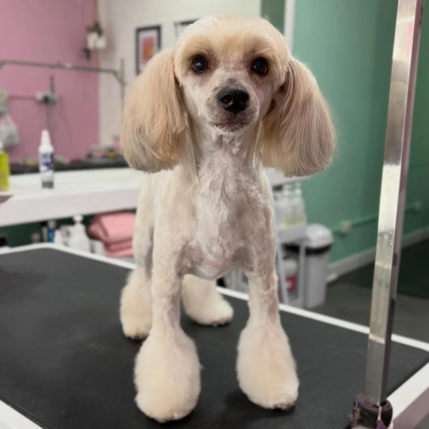 Tommy 💖

#stitchandgrizz #wollongongdoggroomer #doggroomingsalon #wollongongdogs #doggroomer