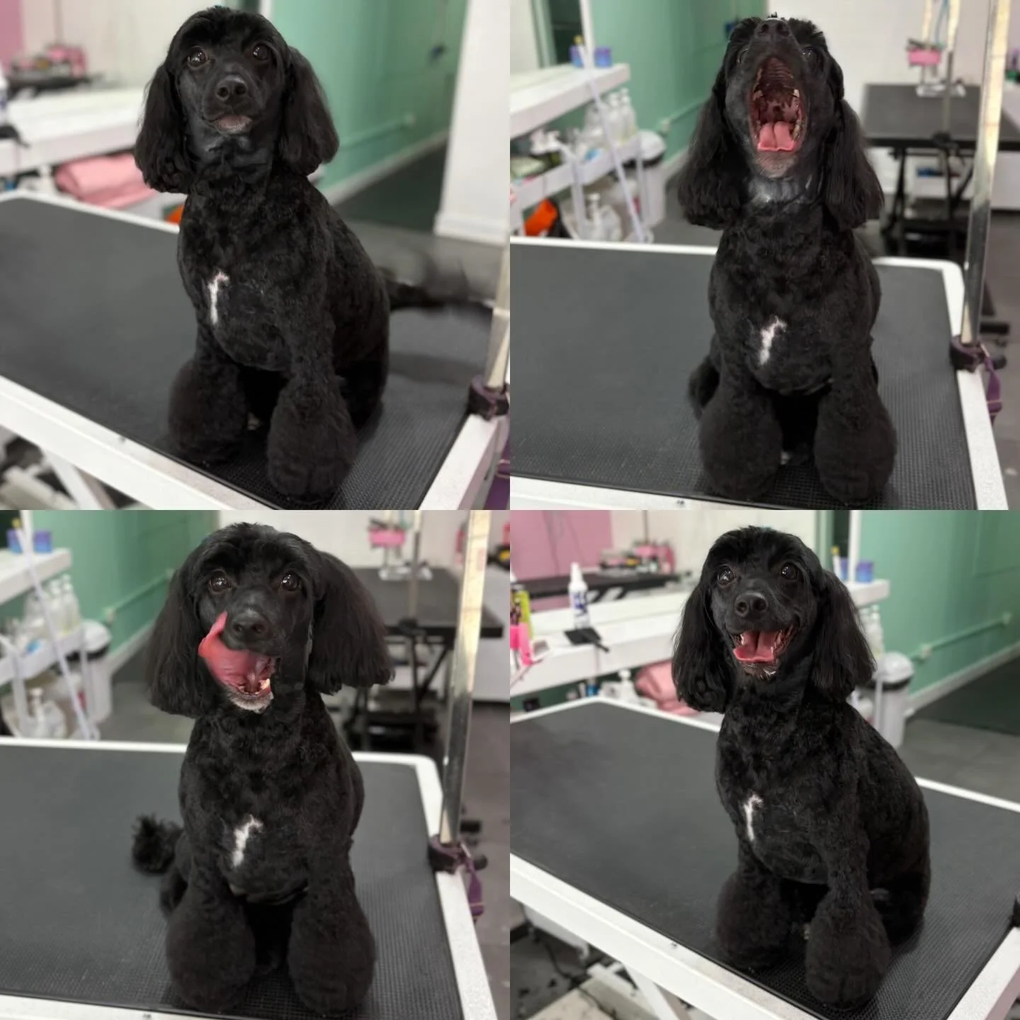 Ruby 💖 

#stitchandgrizz #wollongongdoggroomer #doggroomer #doggroomingsalon #wollongongdogs