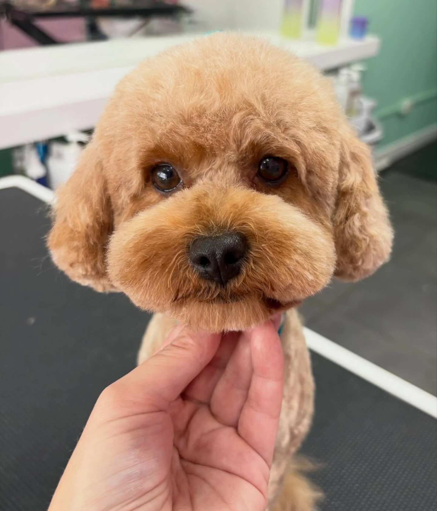 Prada 💖

#stitchandgrizz #wollongongdoggroomer #doggroomingsalon #doggroomer #wollongongdogs