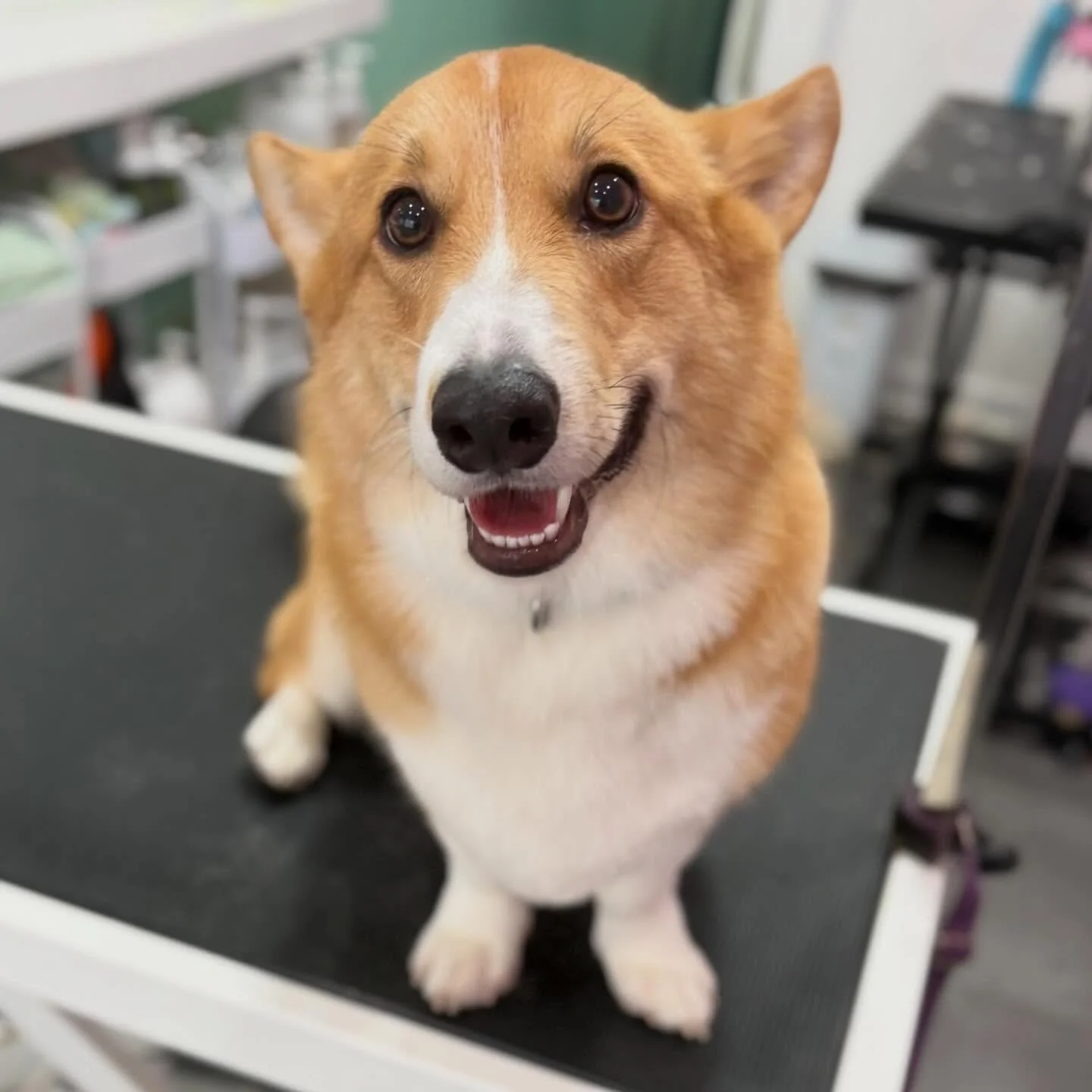 Bart 💖

#stitchandgrizz #wollongongdoggroomer #doggroomingsalon #wollongongdogs #doggroomer